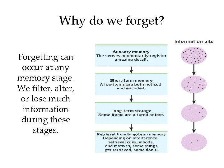 Why do we forget? Forgetting can occur at any memory stage. We filter, alter,