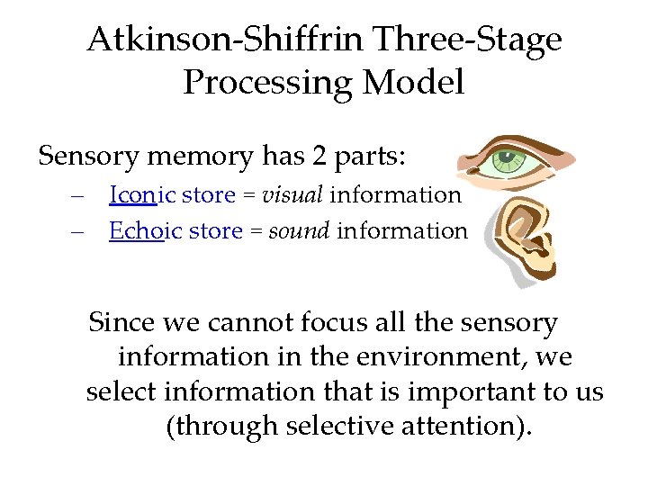 Atkinson-Shiffrin Three-Stage Processing Model Sensory memory has 2 parts: – Iconic store = visual