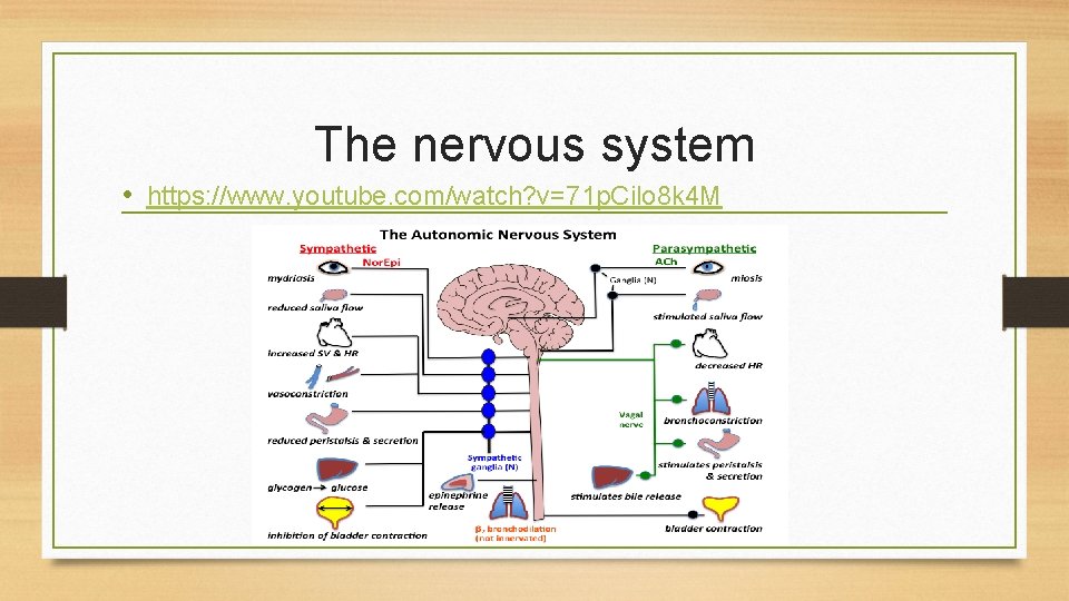 The nervous system • https: //www. youtube. com/watch? v=71 p. Cilo 8 k 4
