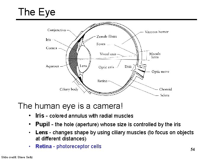 The Eye The human eye is a camera! • Iris - colored annulus with