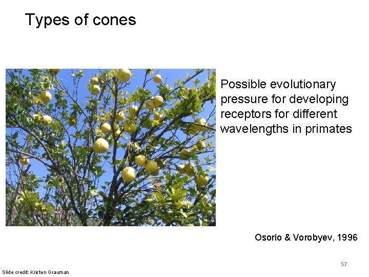 Types of cones Possible evolutionary pressure for developing receptors for different wavelengths in primates