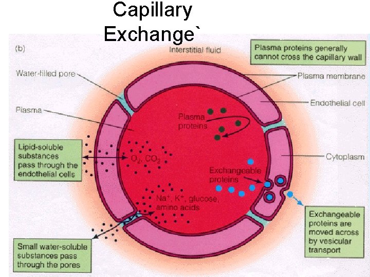 Capillary Exchange` 