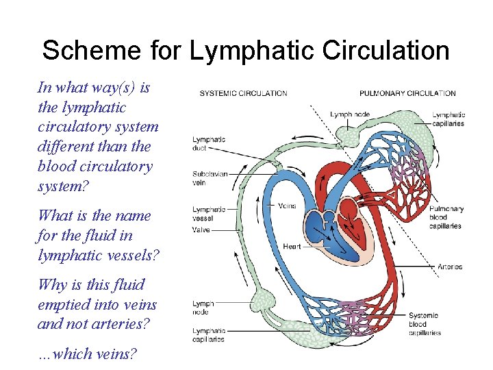 Scheme for Lymphatic Circulation In what way(s) is the lymphatic circulatory system different than