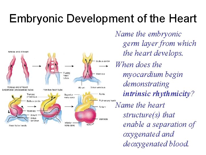 Embryonic Development of the Heart Name the embryonic germ layer from which the heart