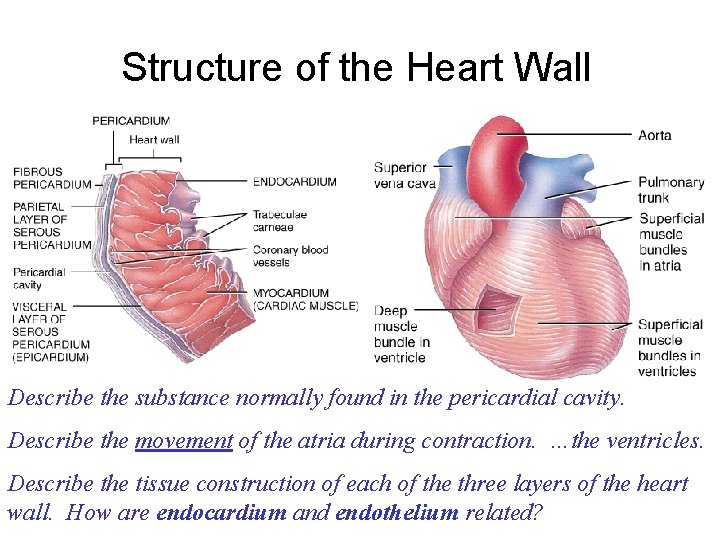 Structure of the Heart Wall Describe the substance normally found in the pericardial cavity.