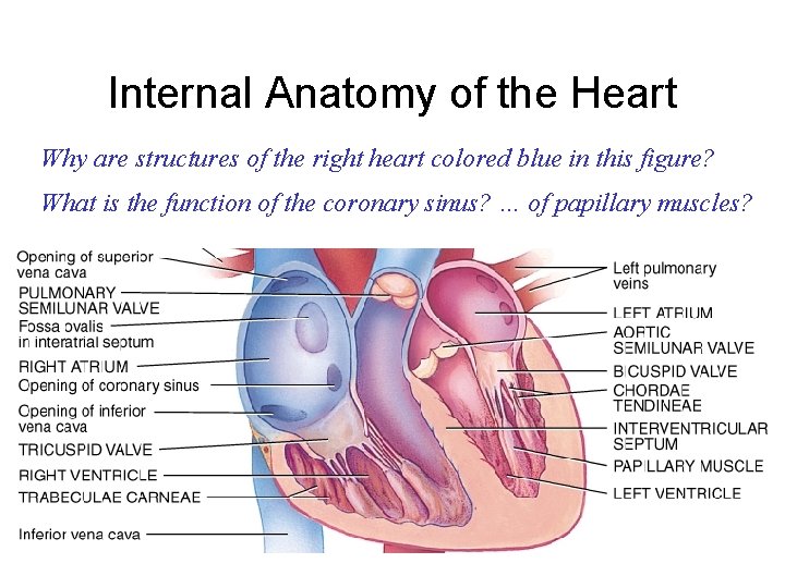 Internal Anatomy of the Heart Why are structures of the right heart colored blue