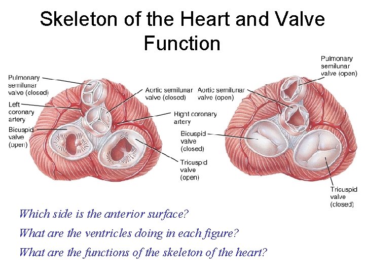 Skeleton of the Heart and Valve Function Which side is the anterior surface? What