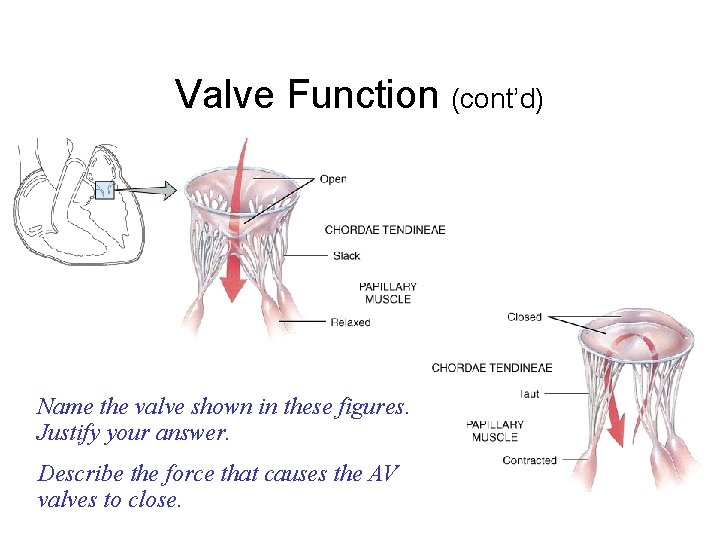 Valve Function (cont’d) Name the valve shown in these figures. Justify your answer. Describe