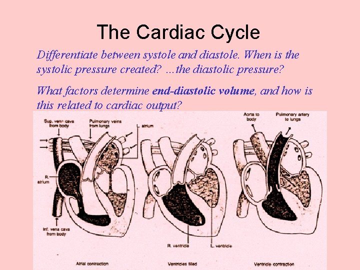 The Cardiac Cycle Differentiate between systole and diastole. When is the systolic pressure created?