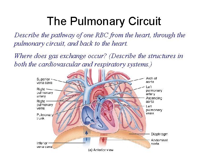 The Pulmonary Circuit Describe the pathway of one RBC from the heart, through the
