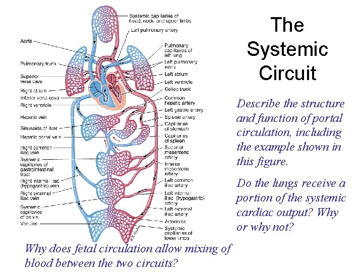 The Systemic Circuit Describe the structure and function of portal circulation, including the example