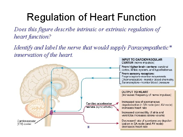 Regulation of Heart Function Does this figure describe intrinsic or extrinsic regulation of heart