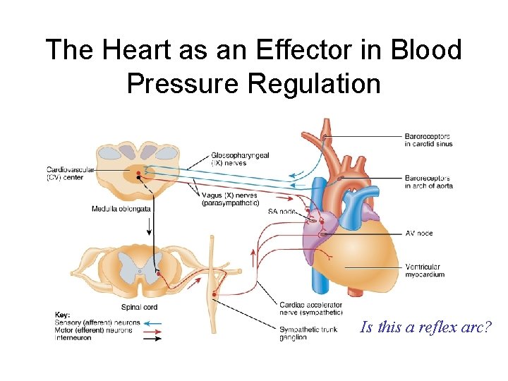 The Heart as an Effector in Blood Pressure Regulation Is this a reflex arc?