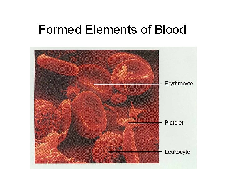 Formed Elements of Blood 