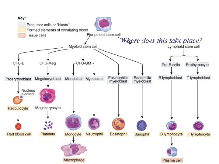 Hematopoiesis Where does this take place? 