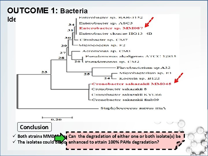 OUTCOME 1: Bacteria Identification Conclusion ü Both strains MM 045 and MM 087 degraded
