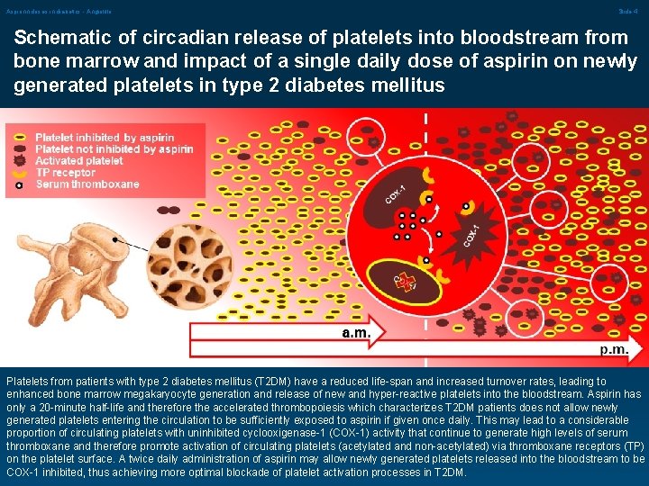 Aspirinn doses in diabetics - Angiolillo Slide 4 Schematic of circadian release of platelets