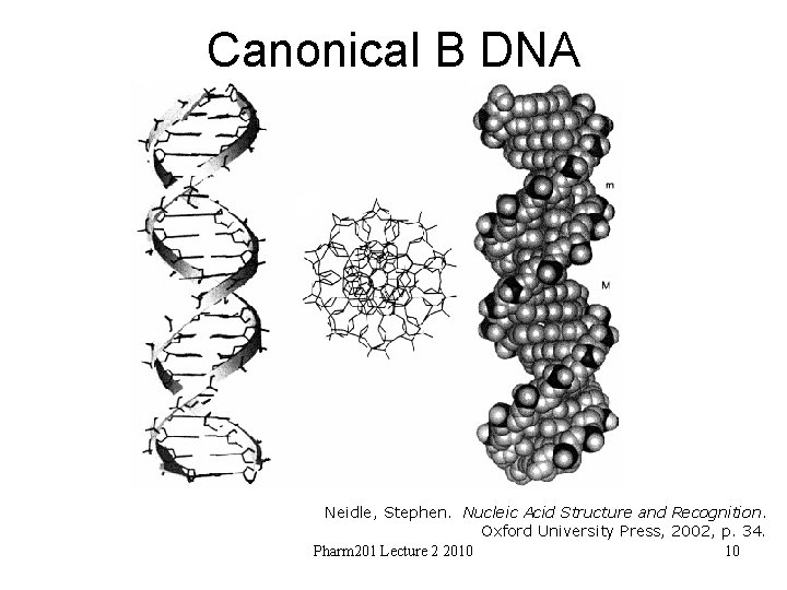Canonical B DNA Neidle, Stephen. Nucleic Acid Structure and Recognition. Oxford University Press, 2002,