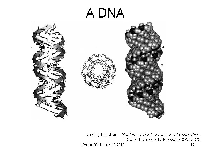 A DNA Neidle, Stephen. Nucleic Acid Structure and Recognition. Oxford University Press, 2002, p.