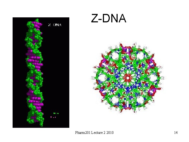 Z-DNA Pharm 201 Lecture 2 2010 14 