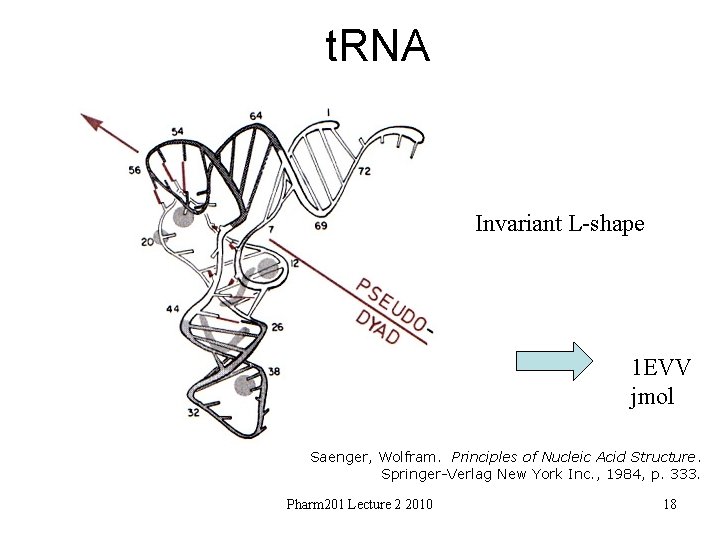 t. RNA Invariant L-shape 1 EVV jmol Saenger, Wolfram. Principles of Nucleic Acid Structure.