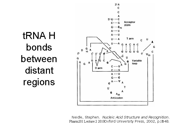 t. RNA H bonds between distant regions Neidle, Stephen. Nucleic Acid Structure and Recognition.