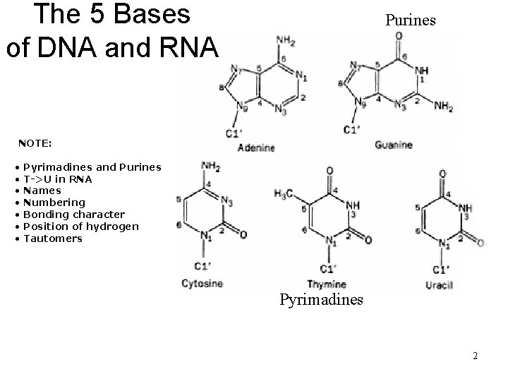 The 5 Bases of DNA and RNA Purines NOTE: • • Pyrimadines and Purines