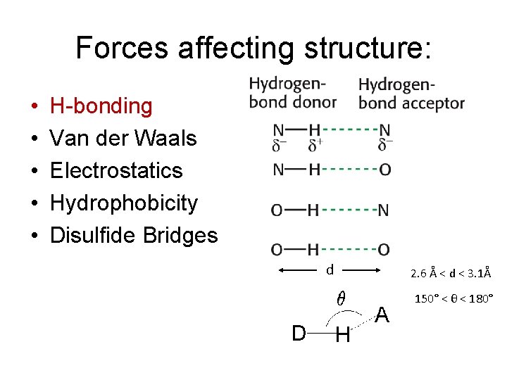 Forces affecting structure: • • • H-bonding Van der Waals Electrostatics Hydrophobicity Disulfide Bridges