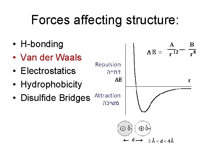 Forces affecting structure: • • • H-bonding Van der Waals Electrostatics Hydrophobicity Disulfide Bridges