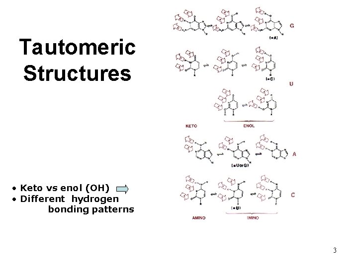 Tautomeric Structures • Keto vs enol (OH) • Different hydrogen bonding patterns 3 