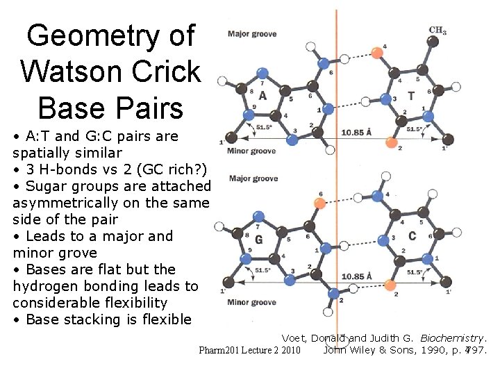 Geometry of Watson Crick Base Pairs • A: T and G: C pairs are