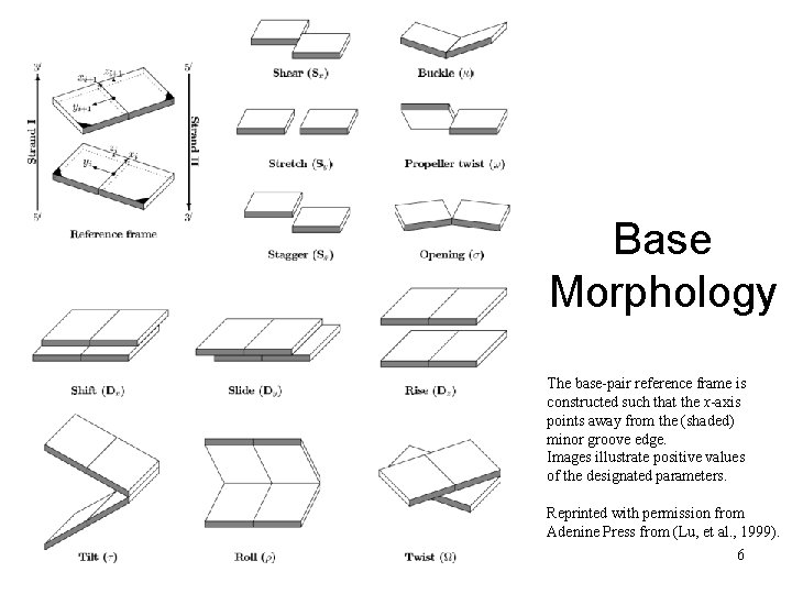 Base Morphology The base-pair reference frame is constructed such that the x-axis points away