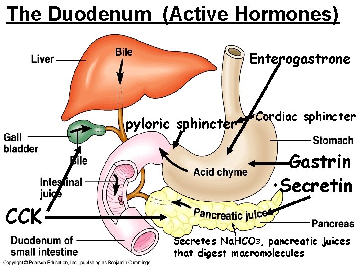 The Duodenum (Active Hormones) Enterogastrone pyloric sphincter Cardiac sphincter Gastrin • Secretin CCK Secretes