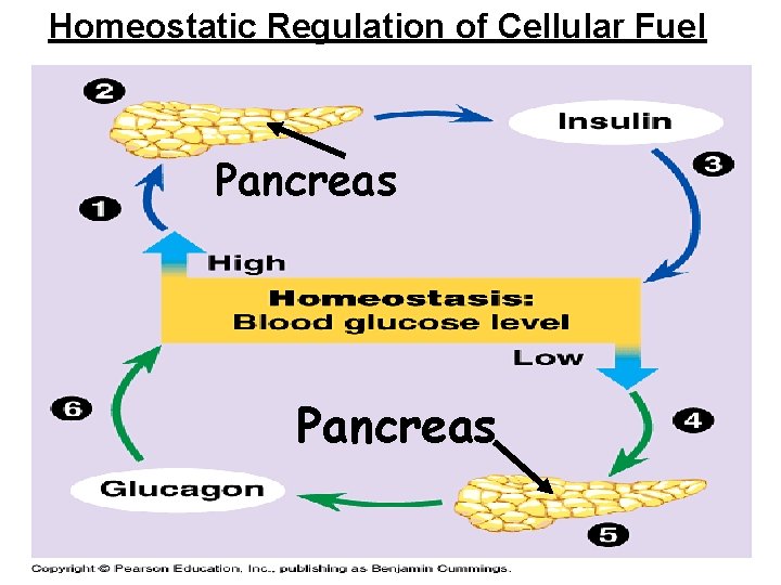 Homeostatic Regulation of Cellular Fuel Pancreas 