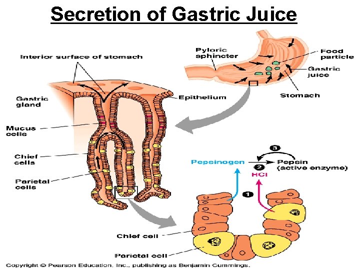 Secretion of Gastric Juice 