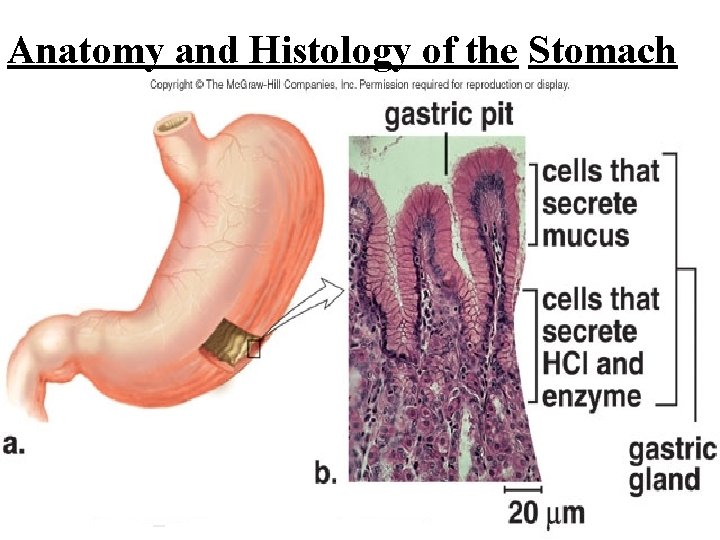 Anatomy and Histology of the Stomach 