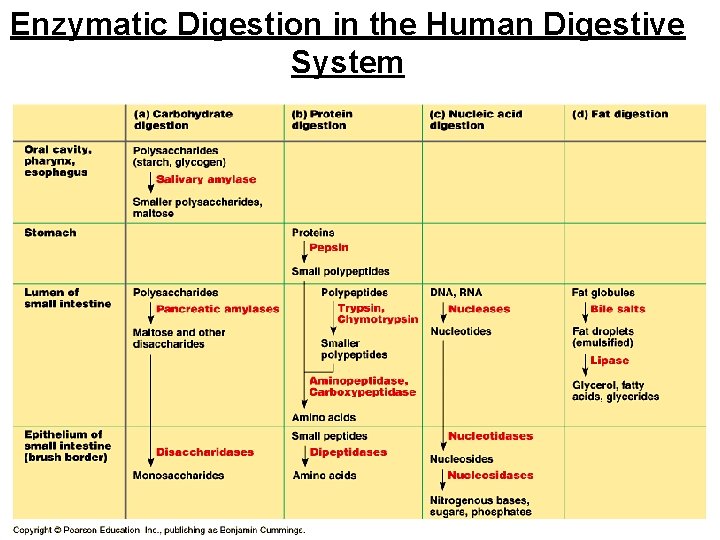 Enzymatic Digestion in the Human Digestive System 