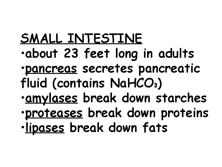 SMALL INTESTINE • about 23 feet long in adults • pancreas secretes pancreatic fluid