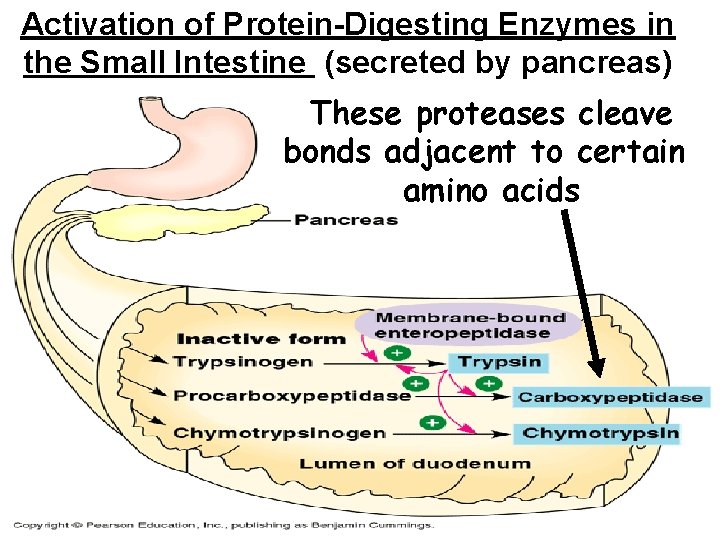 Activation of Protein-Digesting Enzymes in the Small Intestine (secreted by pancreas) These proteases cleave