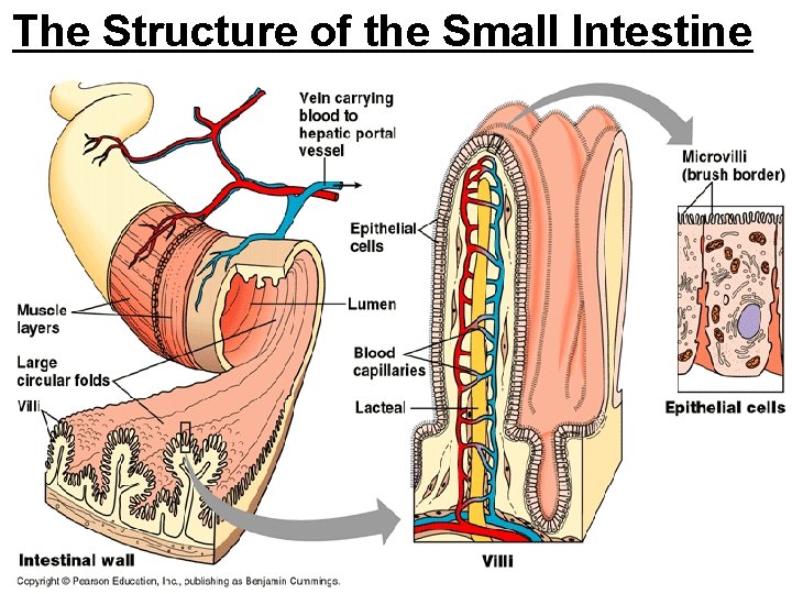 The Structure of the Small Intestine 