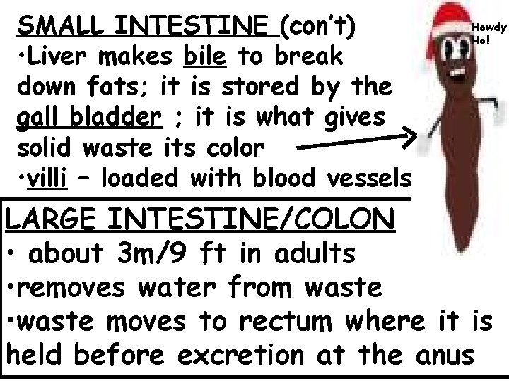 SMALL INTESTINE (con’t) • Liver makes bile to break down fats; it is stored