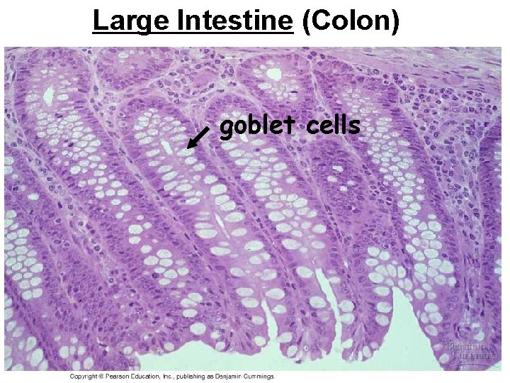 Large Intestine (Colon) goblet cells 
