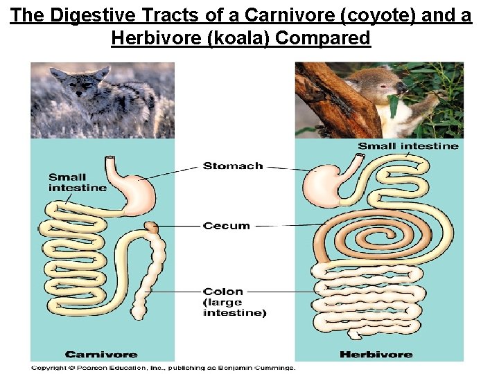 The Digestive Tracts of a Carnivore (coyote) and a Herbivore (koala) Compared 