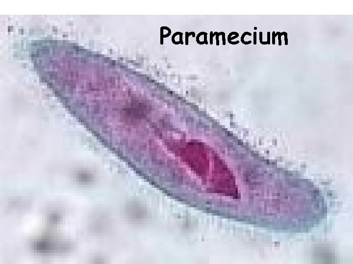 Paramecium 