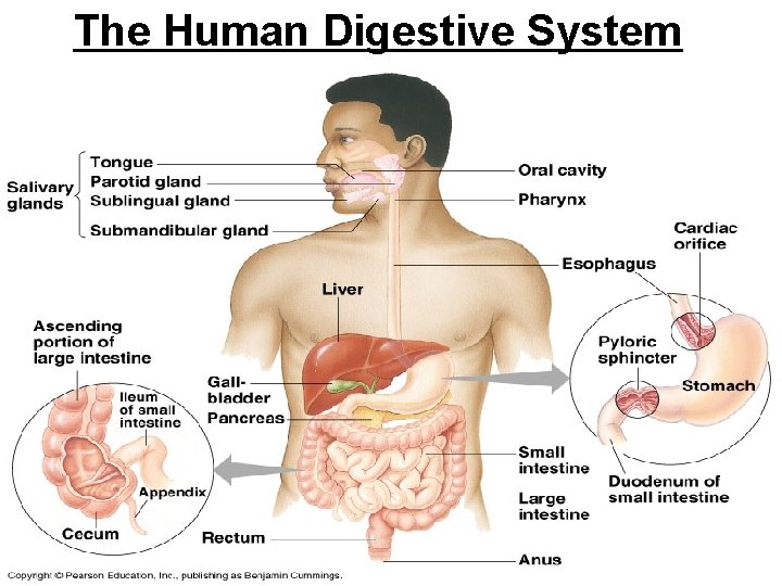 The Human Digestive System 