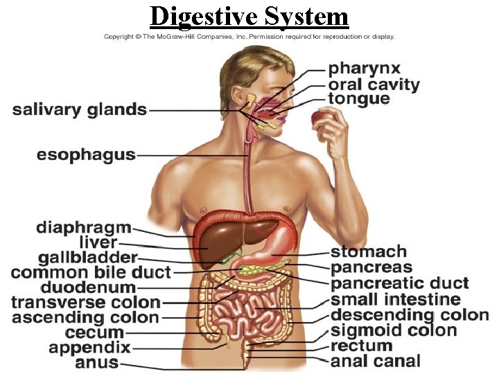 Digestive System 