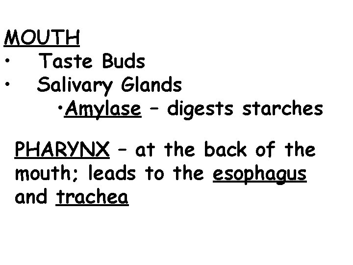 MOUTH • Taste Buds • Salivary Glands • Amylase – digests starches PHARYNX –