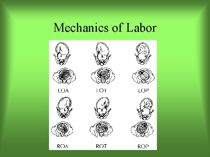 Mechanics of Labor 