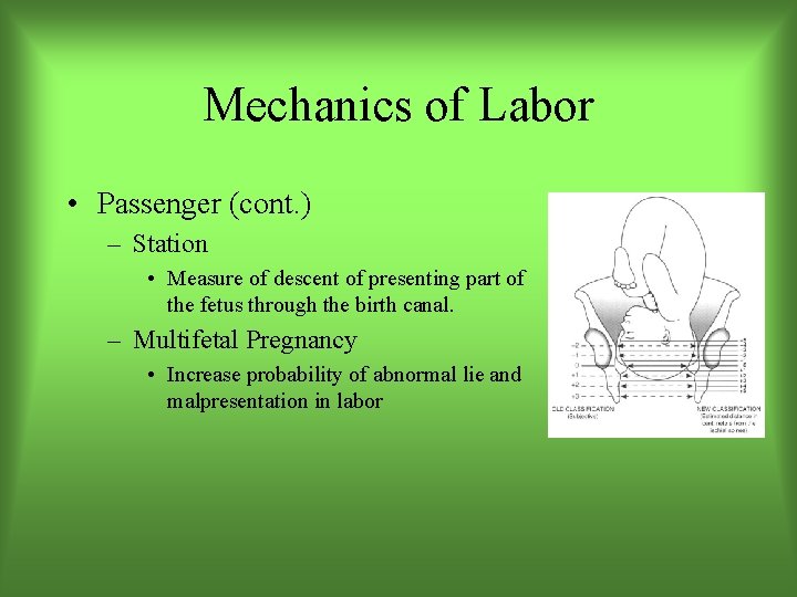 Mechanics of Labor • Passenger (cont. ) – Station • Measure of descent of