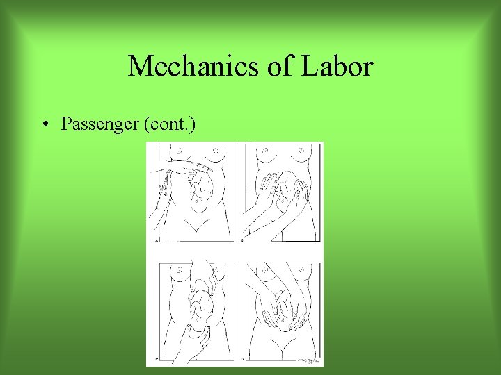 Mechanics of Labor • Passenger (cont. ) 